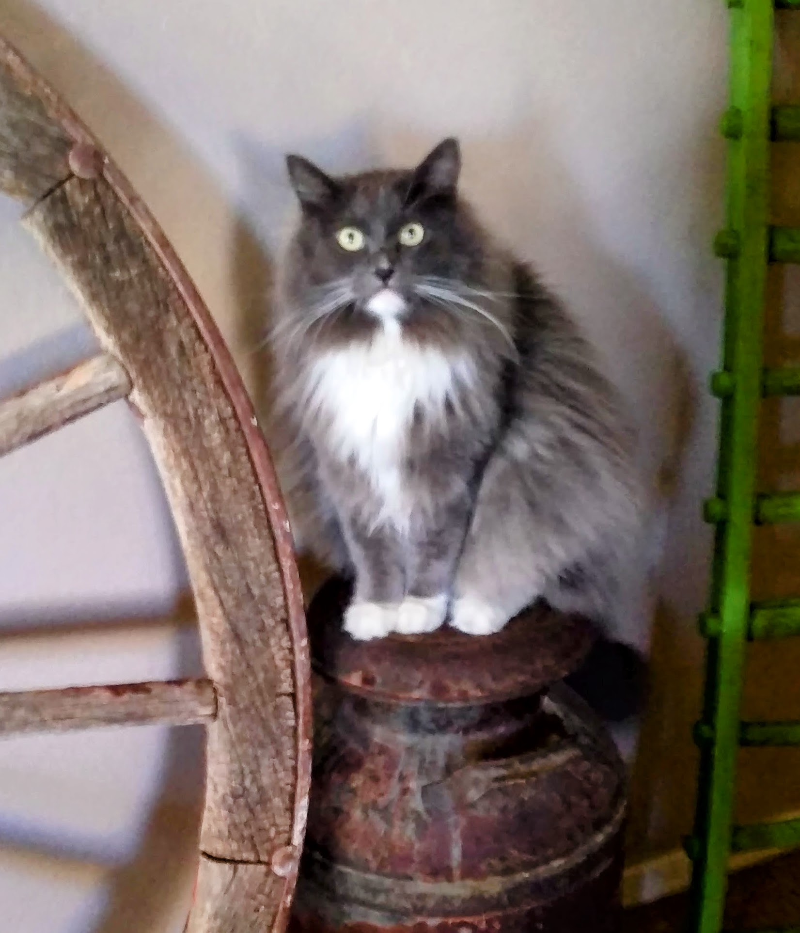 A photo of Pete the cat
